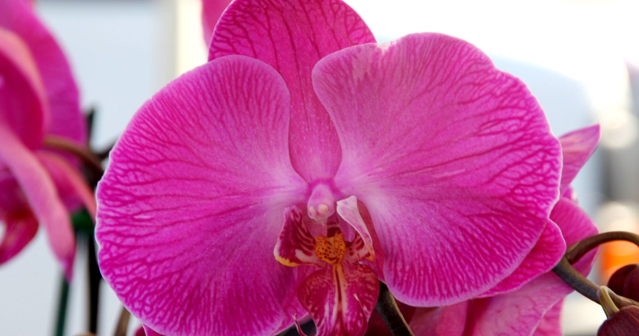 Storczyk kocha tę przyprawę. Postawi go na nogi choćby po solidnym przelaniu