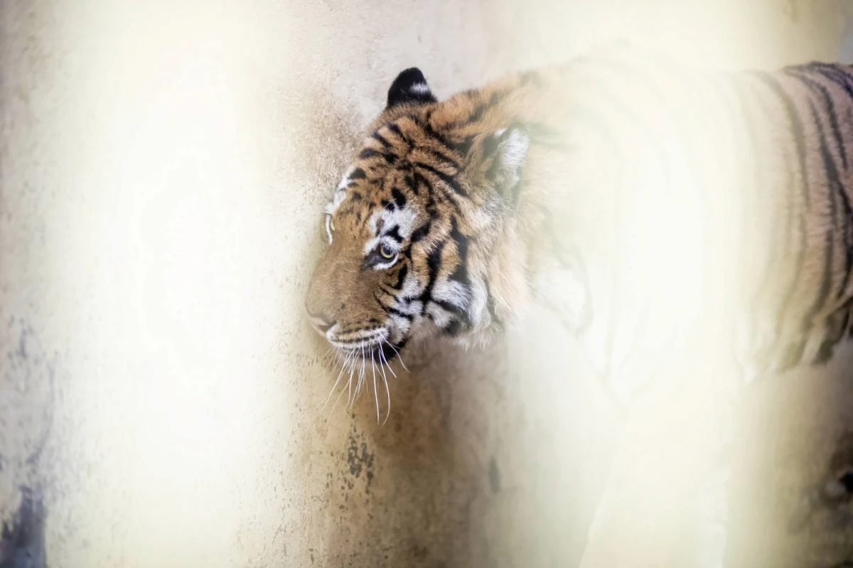 "Polskie służby weterynaryjne i celne należycie wywiązały się ze swoich zadań" - ocenił Główny Lekarz Weterynarii dr Bogdan Konopka odnosząc się do sprawy tygrysów. Poinformował też, że przyznał nagrodę granicznemu lekarzowi weterynarii za właściwe zachowanie.