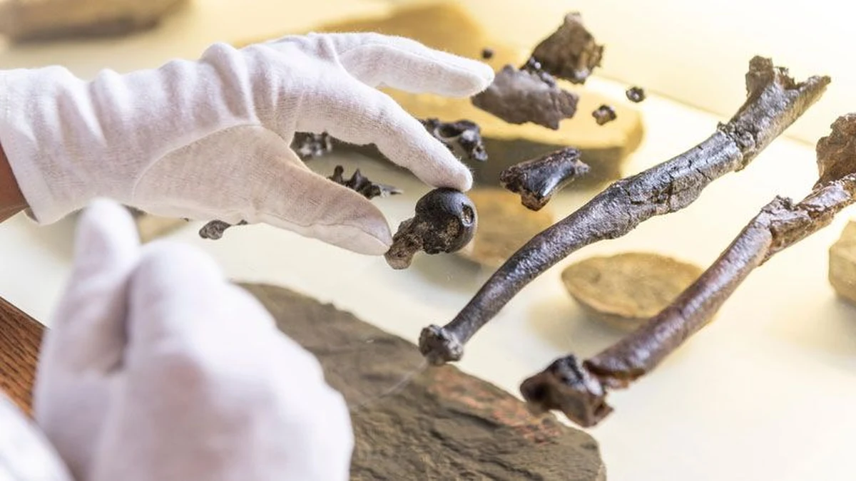 Małpy wyewoluowały umiejętność chodzenia na dwóch nogach w pozycji wyprostowanej w Europie, daleko wcześniej niż do tej pory przypuszczaliśmy - przekonuje w najnowszej publikacji na łamach czasopisma "Nature" grupa naukowców pod kierunkiem badaczy z Uniwersytetu w Tybindze. Wskazują na to wyniki badań szczątków czterech osobników z gatunku Danuvius guggenmosi, znalezionych w Bawarii. Analiza kości sprzed 11,6 miliona lat wykazała, że budowa kości nóg tych małp już wtedy przypominała budowę nóg człowieka. To odkrycie może zrewolucjonizować naszą wiedzę o ewolucji naszego gatunku - twierdzą autorzy. 