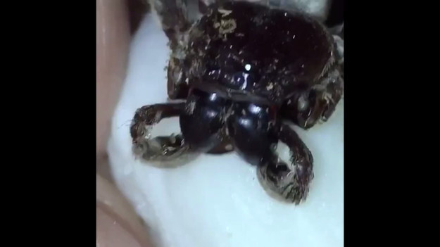 Mieszkająca w Queensland Lisa Van Kula Donovan opublikowała niesamowity materiał wideo na Instagramie, pokazujący spragnionego pająka, który "pije" wodę z mokrego ręcznika papierowego. Zobaczcie koniecznie.