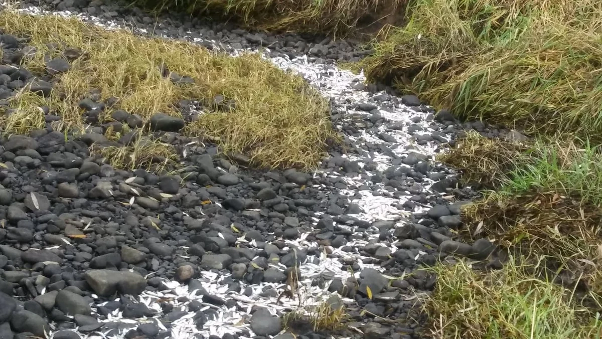 Tysiące martwych i tysiące uwięzionych ryb znaleźli w miniony weekend strażnicy Społecznej Straży Rybackiej Powiatu Żywieckiego nad jednym ze zbiorników, które strzegą. Poinformowali o tym na swoim profilu na Facebooku. Według straży to nie pierwszy taki przypadek. Część ryb udało się uratować. 