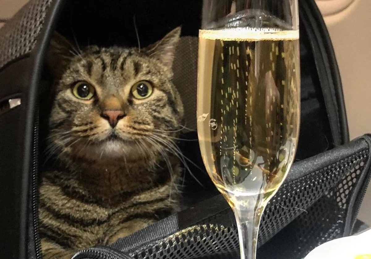 ​Rosjanin nie był w stanie przewieźć swojego kota na pokładzie samolotu, gdyż według przewoźnika zwierzę było za ciężkie. Mężczyzna postanowił przy kontroli przedstawić inne zwierzę. Teraz Aerofłot wykluczył pasażera z programu lojalnościowego.