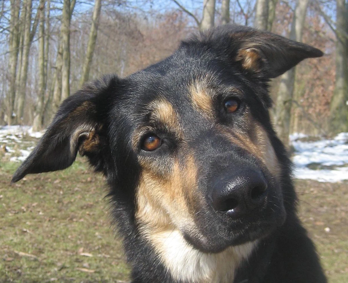 Nie wiesz, o o co Twojemu psu chodzi, nie rozpoznajesz jego intencji, nie widzisz po wyrazie pyska, jaki ma nastrój? Nie przejmuj się, wszystkiego możesz się nauczyć. Zdolność do rozpoznawania "miny" naszego najlepszego przyjaciela nie jest nam dana od urodzenia, przychodzi z wiekiem. Przekonują o tym na łamach czasopisma "Scientific Reports" naukowcy z placówek Max Planck Institute. Ich zdaniem, mimo tysięcy lat bliskiego kontaktu z czworonogami, człowiek nie dał się im w pełni udomowić i nie wszystkie sygnały odbiera.