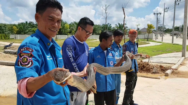 Zadziwiająca czterometrowa kobra królewska została wyciągnięta z kanału ściekowego w południowej Tajlandii. Operacja ta trwała ponad godzinę. Brygada ratunkowa opisała gada jako jednego z największych, jakiego kiedykolwiek schwytali.