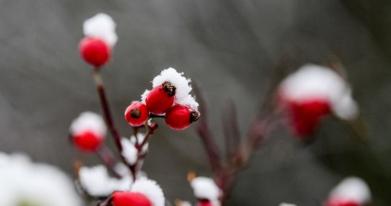 Po kilku deszczowych dniach czeka nas zmiana pogody, a weekend część mieszkańców naszego kraju wyjątkowo wysoką - jak na połowę listopada - temperaturą.