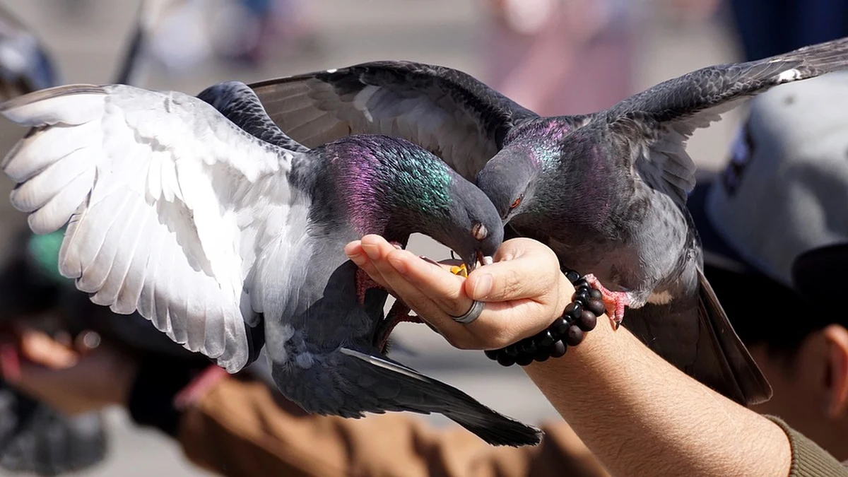 Gołębie z uszkodzonymi stopami nie są w miastach rzadkością. Długo zastanawiano się, co jest tego przyczyną. Naukowcy z Paryża odkryli, że utrata palców przez te ptaki może mieć związek z działalnością... salonów fryzjerskich. Wyniki badań pokazują, że gołębie zaplątują stopy w walające się po chodnikach i ulicach włosy, doznają okaleczenia, bo tracą krążenie. Naukowcy z National Museum of Natural History we Francji publikują swoje - dość przyznajmy niecodzienne - odkrycie na łamach czasopisma "Biological Conservation".