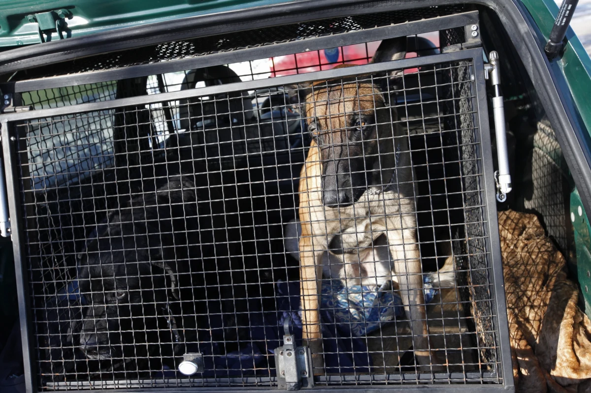 Do tragedii doszło w koszarach wojskowych pod Wiedniem w Austrii. Dwa psy zagryzły tam 31-letniego żołnierza. Jego ciało znalazł w kojcu kolega. Owczarki belgijskie zaatakowały go prawdopodobnie w porze karmienia. 