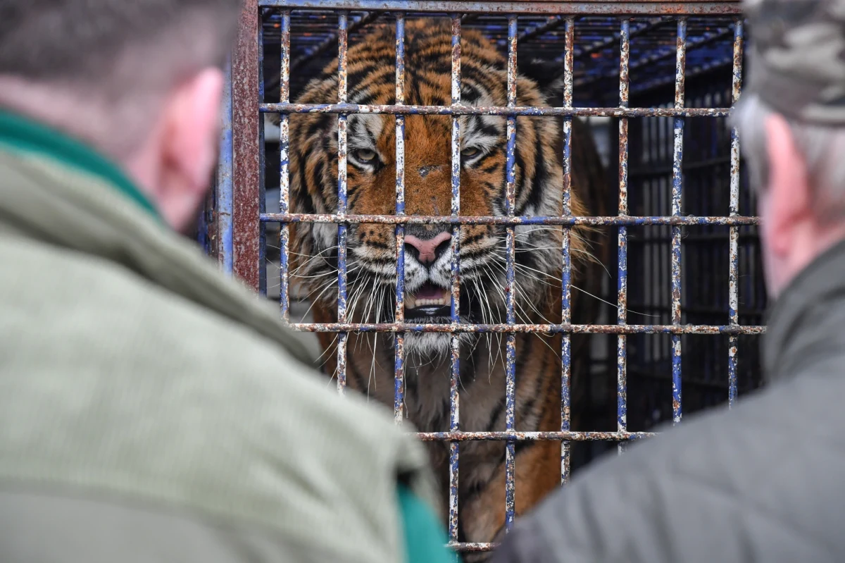 Organizator transportu tygrysów, które w październiku utknęły na przejściu granicznym w Koroszczynie (Lubelskie), obywatel Rosji Rinat V., może wyjść na wolność. W czwartek Sąd Okręgowy w Lublinie uchylił areszt zastosowany wobec niego przez sąd pierwszej instancji.