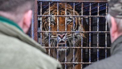 Sąd uchylił areszt wobec organizatora transportu tygrysów