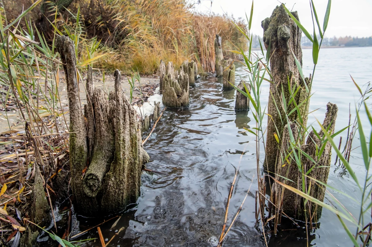 Jezioro Gopło odsłoniło drewniane konstrukcje sprzed tysiąca lat. Dzięki niskiemu stanowi wody zauważyło je mieszkające w pobliżu małżeństwo archeologów. Twierdzą, że w tym miejscu mógł istnieć most lub port związany z funkcjonowaniem wczesnośredniowiecznego grodziska w Mietlicy.