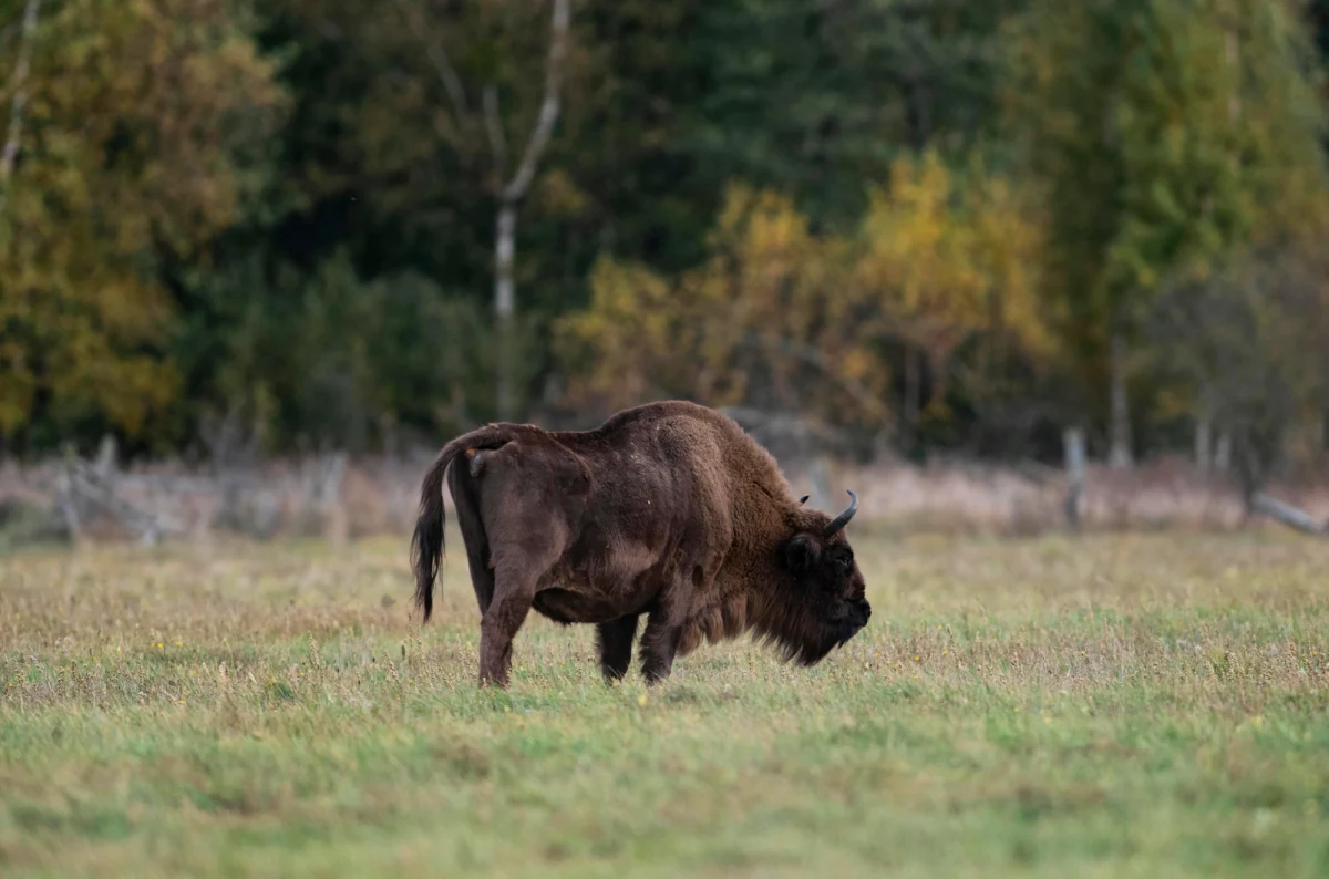 Martwy żubr z odciętą głową znaleziony na Pomorzu. Na zwłoki zwierzęcia natrafili wczoraj wieczorem spacerowicze w miejscowości Dąbrówno, w powiecie słupskim. Policja szuka sprawców. 