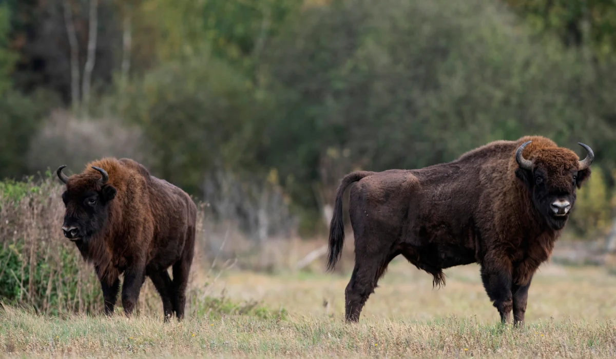 Prokuratura Rejonowa w Lęborku wszczęła śledztwo w sprawie żubra znalezionego w lesie w miejscowości Dąbrówno w powiecie słupskim na Pomorzu. W niedzielę, na pozbawione głowy zwierzę natrafili przypadkowi spacerowicze. Trwa ustalanie sprawcy lub sprawców.