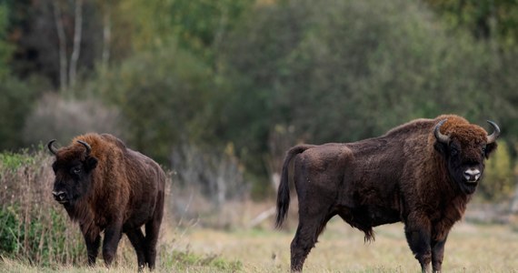 Prokuratura Rejonowa w Lęborku wszczęła śledztwo w sprawie żubra znalezionego w lesie w miejscowości Dąbrówno w powiecie słupskim na Pomorzu. W niedzielę, na pozbawione głowy zwierzę natrafili przypadkowi spacerowicze. Trwa ustalanie sprawcy lub sprawców.