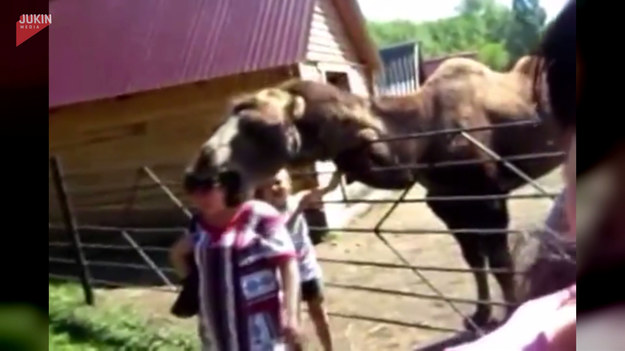 Podczas pobytu w zoo pewna mama chciała zrobić rodzinne zdjęcie z wielbłądem w tle. Zwierz jednak najwyraźniej nie lubi, gdy robi mu się zdjęcia bez jego zgody, więc... zemścił się.