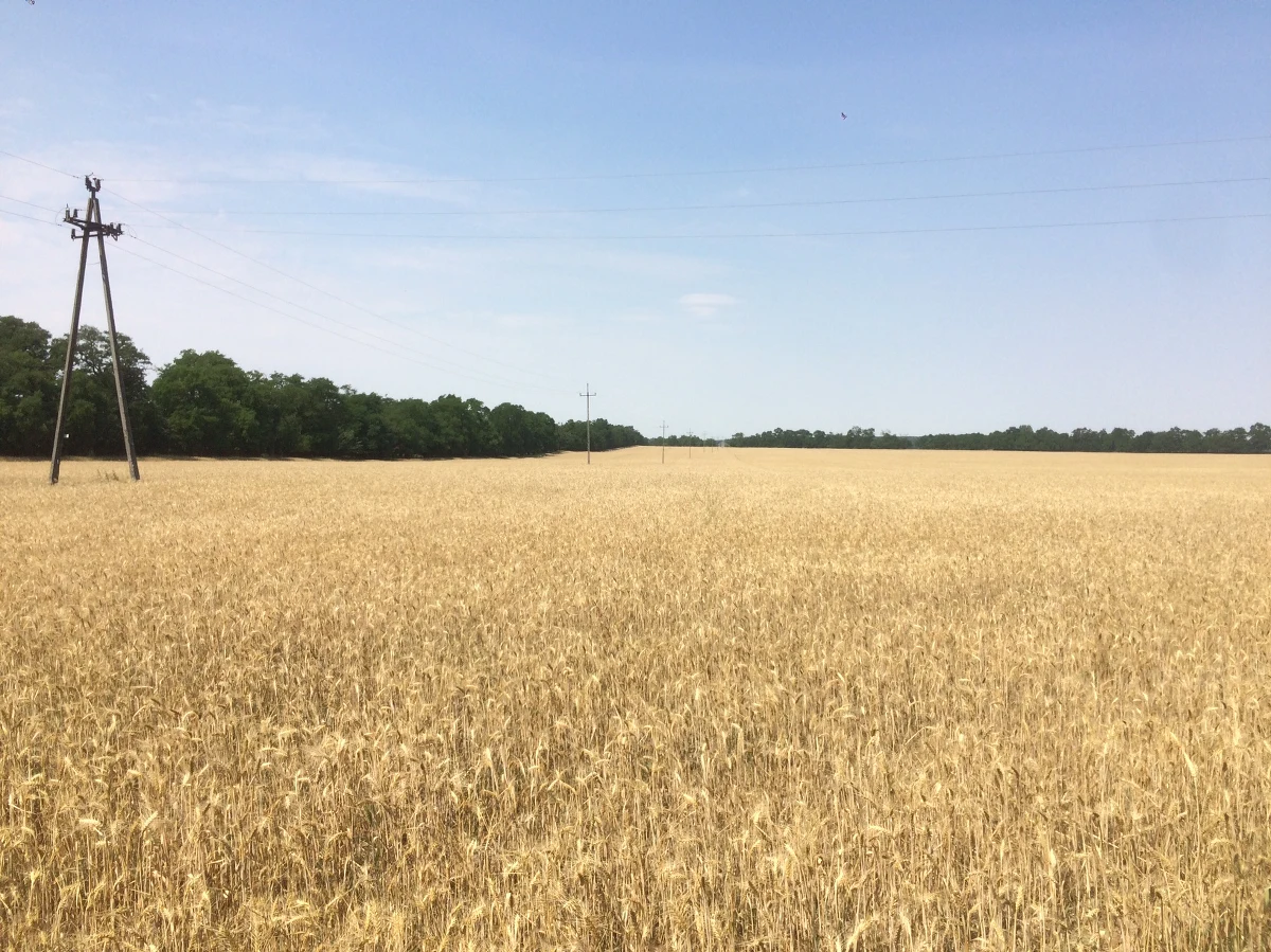 Kręgi w zbożu dostrzeżone pod Łysomicami (woj. kujawsko-pomorskie) to kontury olbrzymich konstrukcji sprzed prawie 7 tys. lat. Chronił je system rowów. Tego typu budowle nie były do tej pory znajdowane na wschód od linii Wisły, dlatego badacze określają znalezisko mianem sensacyjnego.