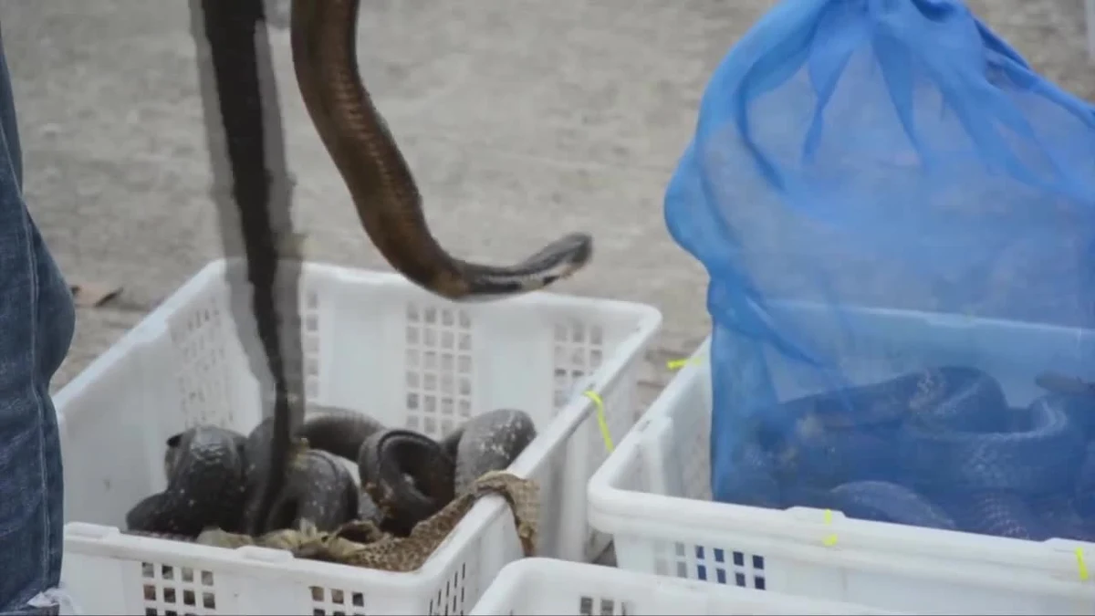 Przerobiony pickup wzbudził podejrzenia celników w prowincji Chachoengsao w Tajlandii. Okazały się one słuszne. Kierowca próbował przeszmuglować do Kambodży setki węży, jaszczurek i żółwi. 41-latek został zatrzymany przez policję. O jego dalszym losie zadecyduje sąd.