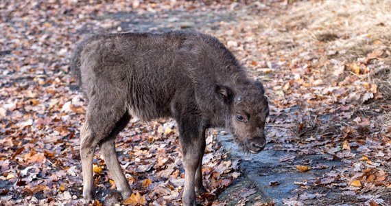 To małe żubrzątko żyje tylko dzięki ludziom. Zwierzę zostało porzucone przez matkę w Pokazowej Zagrodzie Żubrów w Pszczynie w woj. śląskim. Malec dobrze się rozwija.