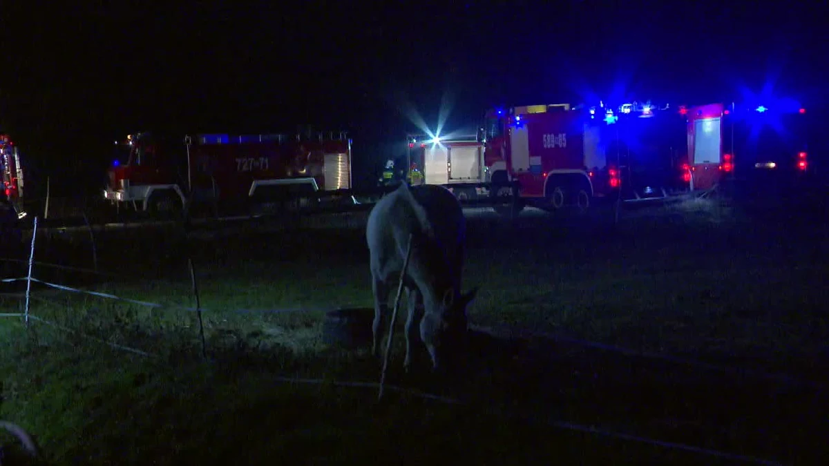 Na 300 tys. złotych oszacowano straty po pożarze stajni w Grzmiącej, koło Grodziska Mazowieckiego. Ogień udało się ugasić dopiero w niedzielę nad ranem. Zgłoszenie o pożarze stajni i domu jednorodzinnego przy ul. Polnej Róży strażacy otrzymali po godzinie 20 w sobotę. Jednego zwierzęcia nie udało się uratować. 