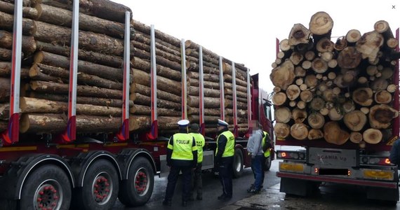 Policjanci z Prudnika wspólnie z funkcjonariuszami Inspekcji Transportu Drogowego oraz straży leśnej kontrolowali ciężarówki przewożące drewno. Okazało się, że 10 spośród 11 zatrzymanych pojazdów była przeładowana. Rekordzista ważył o 11 ton za dużo.