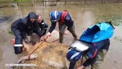 Osioł utknął na zalanym polu. Uratowali go strażacy