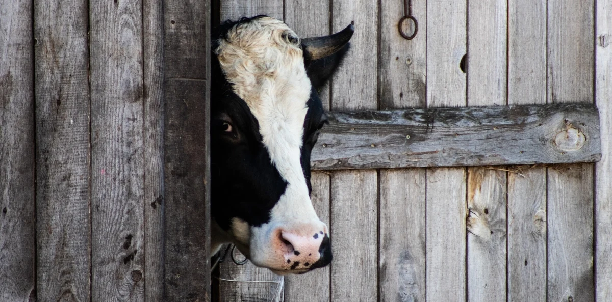 Francuski rolnik został skazany przez sąd kasacyjny – odpowiednik polskiego Sadu Najwyższego – za to, że jego krowy… "nieprzyjemnie pachniały". Będzie musiał oddalić stado od protestujących sąsiadów.