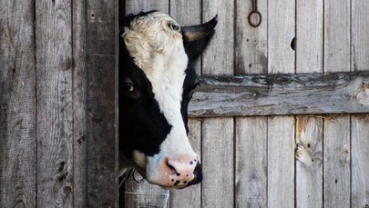 Rolnik skazany, bo jego krowy… "nieprzyjemnie pachniały"