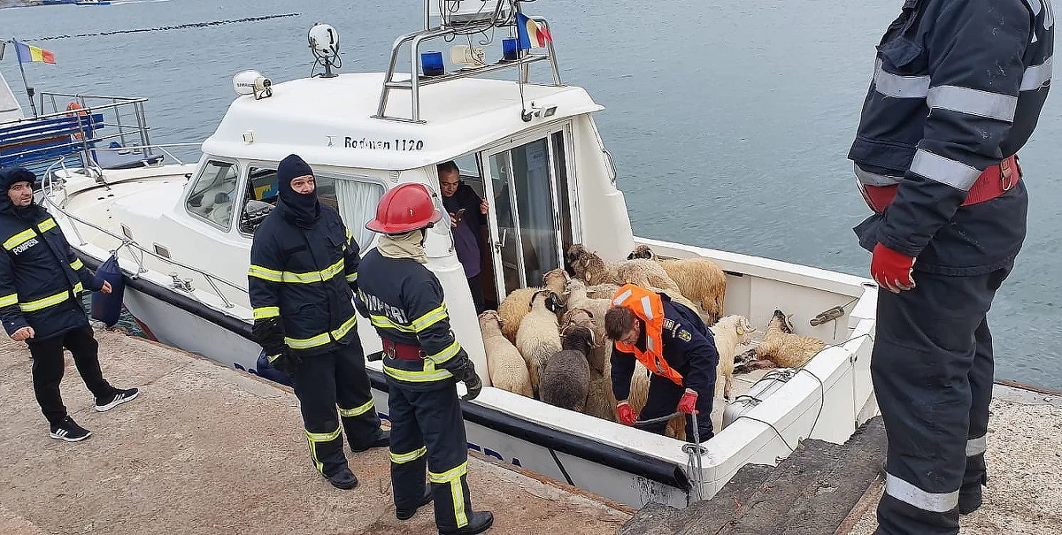Statek, przewożący 14 tysięcy owiec, przewrócił się na Morzu Czarnym u wybrzeża Rumunii. Służby ratownicze próbują uratować tyle zwierząt, ile się da. 