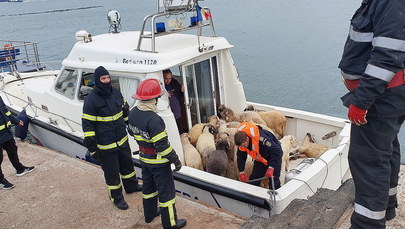 14 tysiącom owiec na ratunek. Nietypowa akcja na Morzu Czarnym