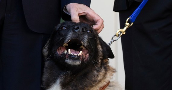 Pies wojskowy, który brał udział w operacji przeciwko szefowi Państwa Islamskiego, był wczoraj bohaterem w Białym Domu - został uhonorowany specjalnym medalem i dyplomem. "Oto Conan, prawdopodobnie teraz najbardziej znany pies na świecie" - powiedział Trump.