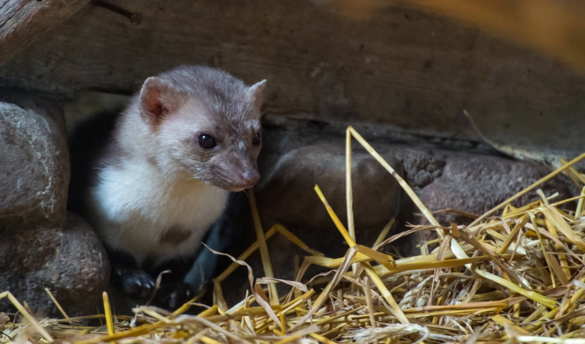 Kilkadziesiąt tysięcy osób w Warszawie nie miało prądu z powodu... kuny. Ok. godz. 14:30 przywrócono dostawy energii energetycznej.