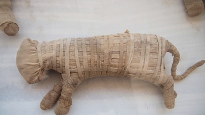 Niezwykłe znalezisko w Egipcie: Prawdopodobnie to mumie lwów