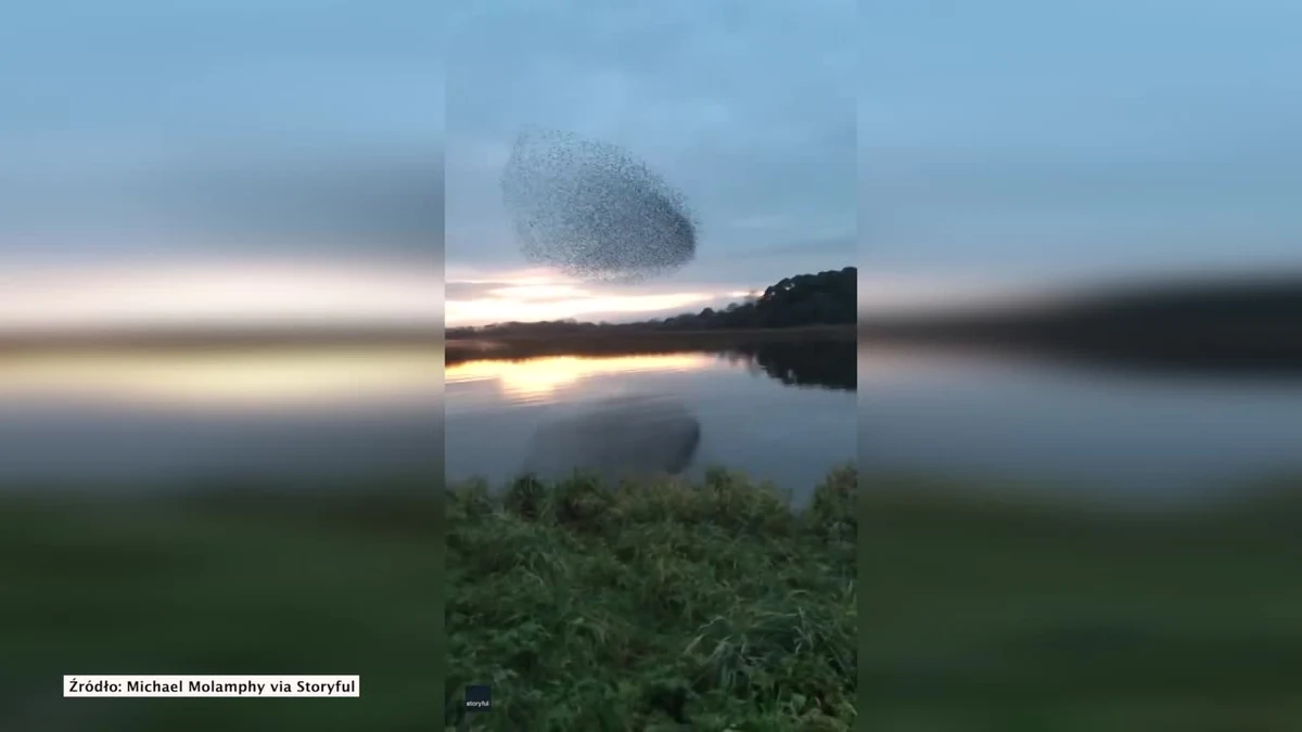 Szpaki łączą się w „ławice” nie bez powodu. Taka chmara nie dość, że jest trudnym przeciwnikiem dla drapieżnika, to jeszcze ułatwia poszukiwanie pokarmu. Piękną formację udało się uchwycić na nagraniu pewnego Irlandczyka. Faktycznie w kupie raźniej?