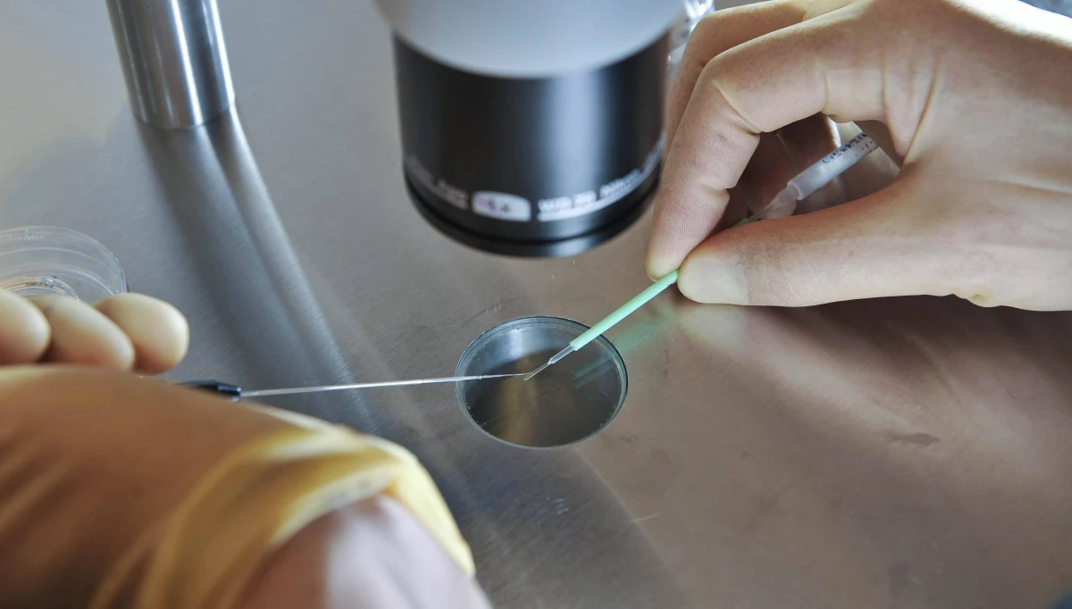 W Nowej Zelandii otworzono pierwszy na świecie bank nasienia dla osób zarażonych wirusem HIV - informuje "New Zealand Herald". Dawcami mogą być tylko mężczyźni, którzy są zarażeni wirusem, ale są leczeni od dłuższego czasu i HIV jest u nich wręcz niewykrywalny. 