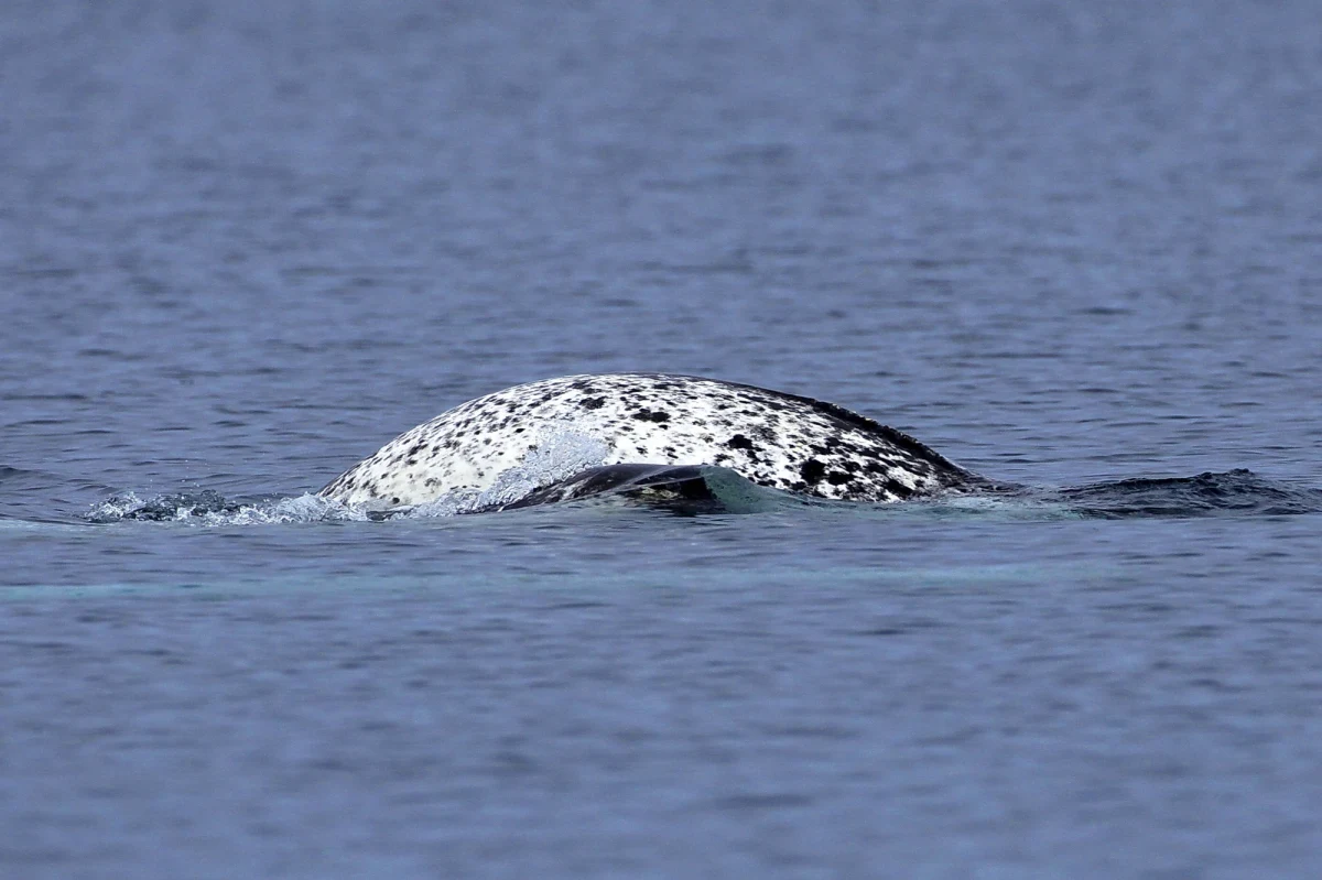 Jedną z osób, które pomogły w unieszkodliwieniu terrorysty z Londynu jest Polak - pan Łukasz. Mężczyzna do walki z zamachowcem wykorzystał kieł narwala. Po co temu morskiemu ssakowi kieł? Do czego kieł narwala był wykorzystywany?