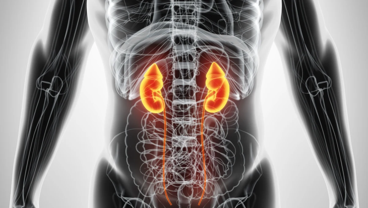 Każdy, kto miał nieszczęście rodzić kamienie nerkowe przyzna, że trudno wyobrazić sobie coś bardziej bolesnego. Naukowcy Massachusetts Institute of Technology i Massachusetts General Hospital mają pomysł, jak ten ból skutecznie uśmierzyć. Na łamach czasopisma "Nature Biomedical Engineering" proponują podanie z pomocą cewnika, odkrytej przez nich kombinacji dwóch leków, która redukuje napięcie ścian moczowodów, a w ten sposób ułatwia i przyspiesza cały proces. 