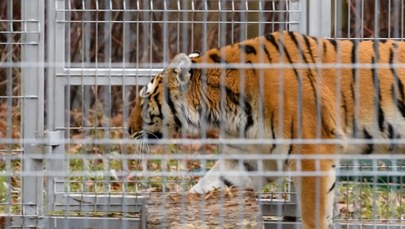 ​Tygrysy z poznańskiego zoo już w Hiszpanii