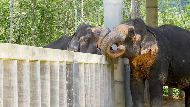 Te dwa starsze słonie nie mogą bez ciebie żyć. Dlatego, kiedy zostały odseparowane od siebie, nawet płot nie był w stanie ich powstrzymać przed wspólnymi zabawami. 