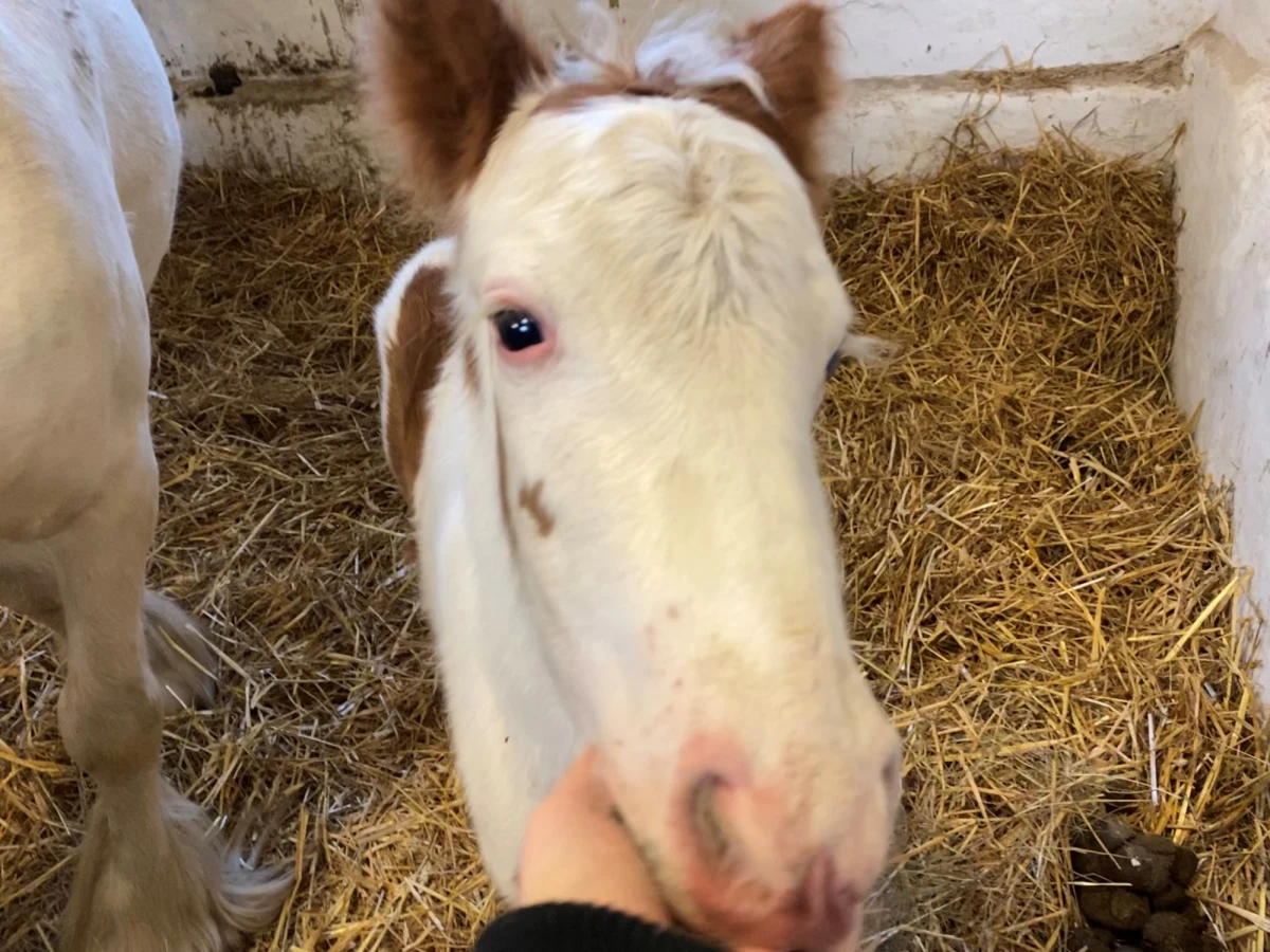 Źrebak-niespodzianka urodził się w stajni Akademickiego Ośrodka Jeździeckiego w Szczecinie. Kupiona kilka miesięcy temu przez Zachodniopomorski Uniwersytet Technologiczny srokata klacz Milli okazała się być źrebna. Dwa dni temu na świat przyszedł biało-brązowy ogierek.
