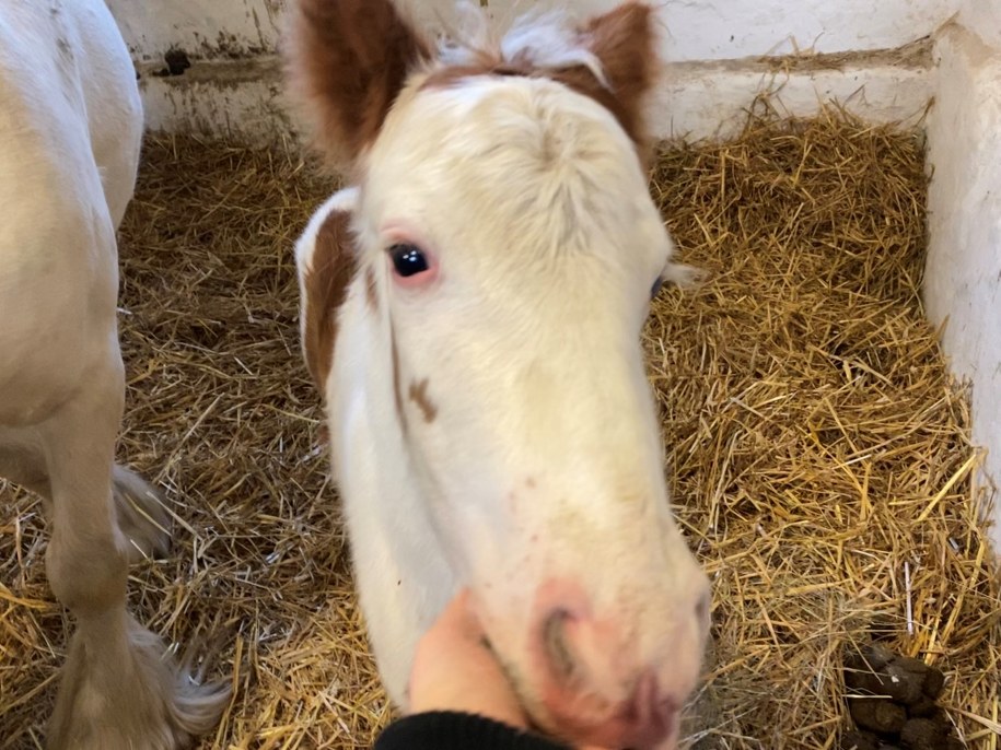 /Aneta Łuczkowska /RMF FM