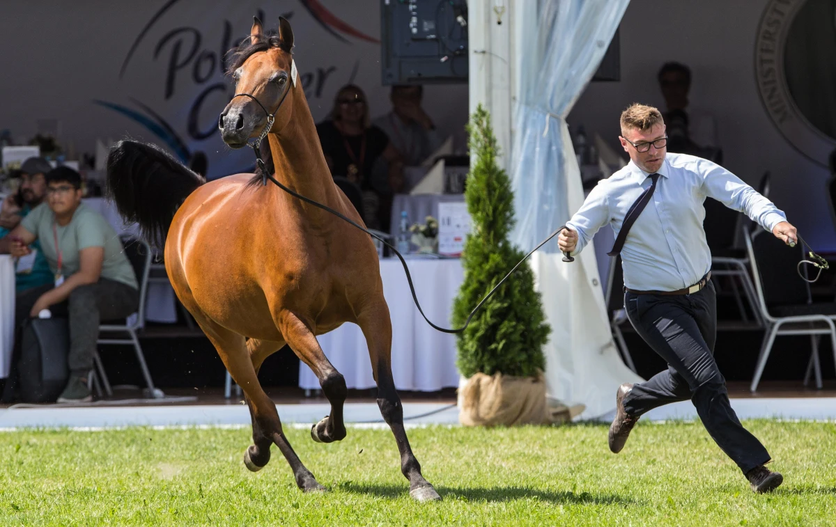 Eksperci biją na alarm. Stadnina Janów Podlaski chce pozbyć się cennych koni – pisze "Rzeczpospolita". "Odbieram to jako krzyk rozpaczy” – mówi Marek Trela, były prezes stadniny.