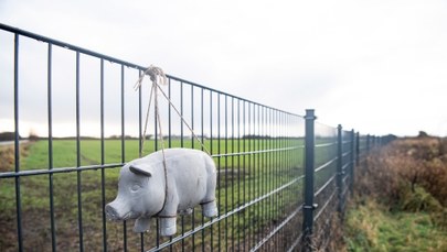 Pierwszy przypadek ASF w Wielkopolsce. Padłego dzika znaleziono w gminie Wolsztyn