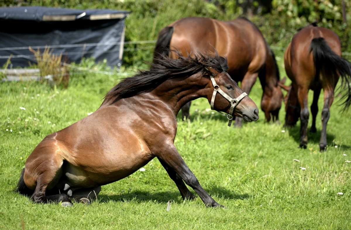 Hiszpańska żandarmeria we współpracy ze służbami innych czterech państw UE rozbiła międzynarodową siatkę wprowadzającą do sprzedaży mięso pochodzące od chorych koni. W większości pochodziło ono z Portugalii. 
