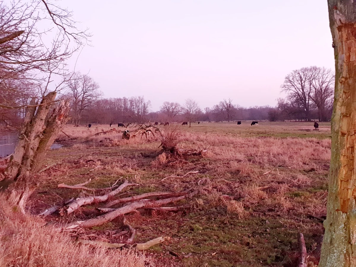 Spór społeczników, zasłona milczenia ze strony organizacji, która odpowiada za tak zwany "przepadek" zwierząt, brak informacji od powiatowego lekarza weterynarii i wzajemne przerzucanie się oskarżeniami w internecie.