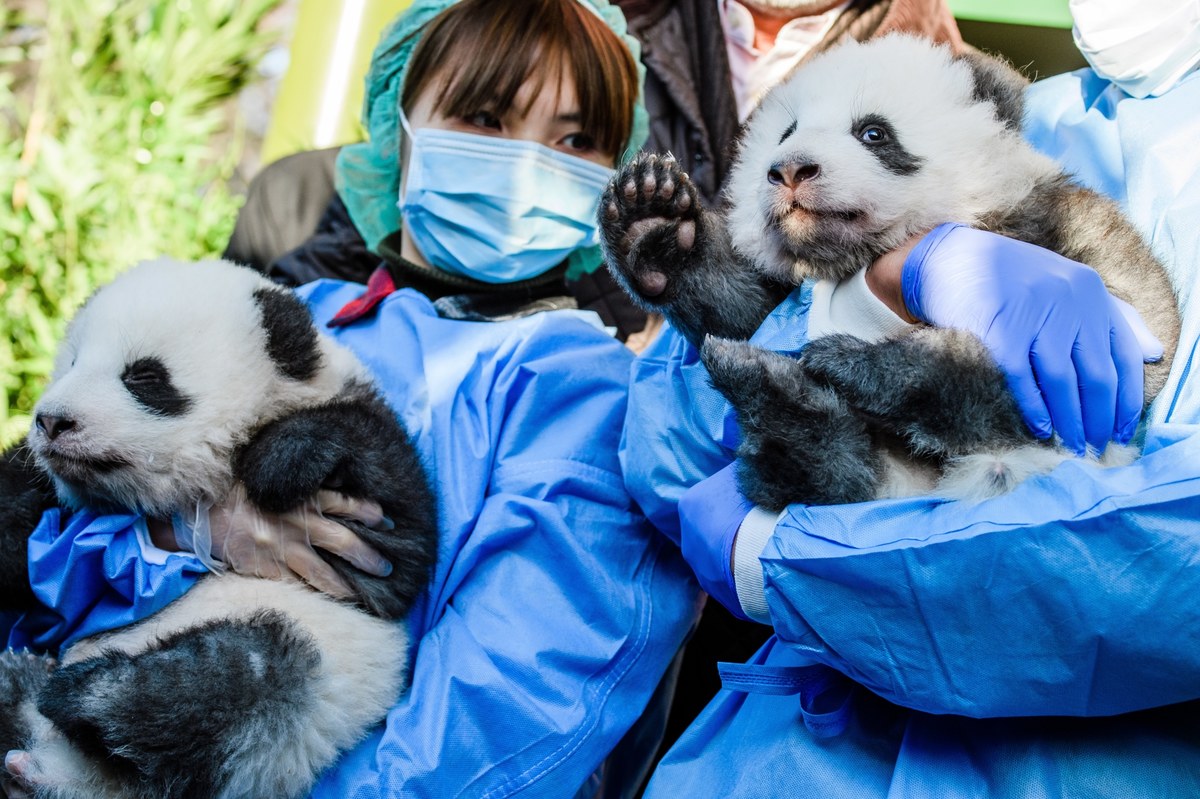 Mają dopiero trzy miesiące, a już są celebrytami. Berlińskie zoo oficjalnie zaprezentowało dwie małe pandy, które przyszły na świat 31 sierpnia. To bliźniaki Meng Xiang i Meng Yuan.