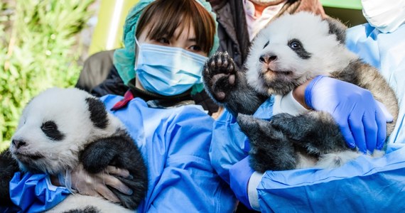 Mają dopiero trzy miesiące, a już są celebrytami. Berlińskie zoo oficjalnie zaprezentowało dwie małe pandy, które przyszły na świat 31 sierpnia. To bliźniaki Meng Xiang i Meng Yuan.