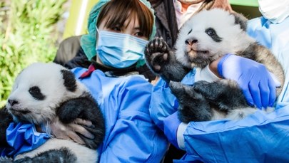 Berlińskie zoo zaprezentowało pandy-bliźniaki. Podano ich imiona
