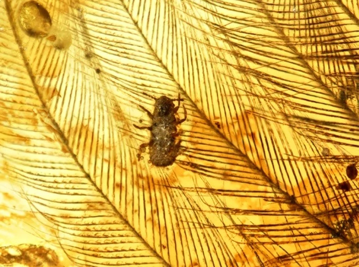 Dinozaury miały wstydliwy problem. Już 100 milionów lat temu te z nich, które były pokryte piórami musiały zmagać się z plagą wszy. Potwierdziły to po raz pierwszy wyniki badań dwóch bursztynów, znalezionych w prowincji Kaczin Mjanmy. Zawierają one inkluzje w postaci fragmentów piór dinozaurów z przyczepionymi do nich nimfami wszy. Piszą o tym na łamach czasopisma "Nature Communications" naukowcy z Chińskiej Akademii Nauk i Capital Normal University w Pekinie.