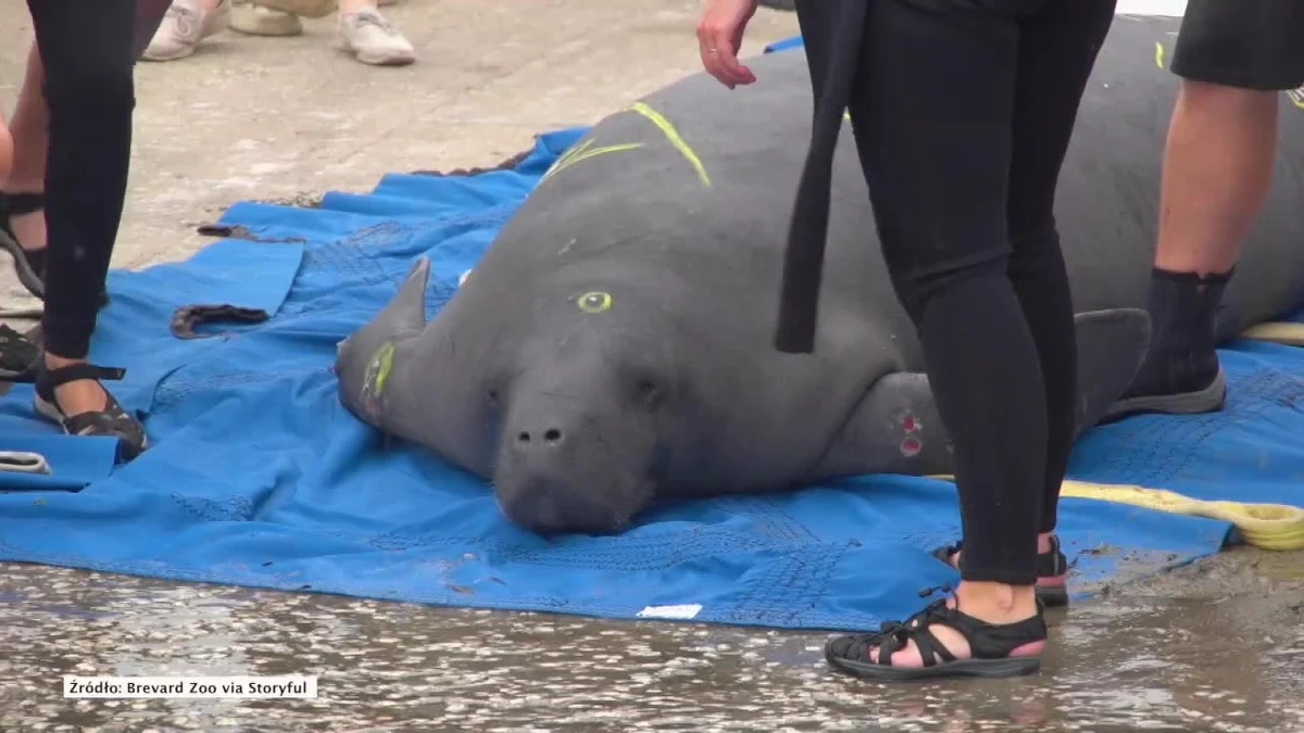 Manat o imieniu Southprong, który przeszedł rehabilitację w Miami Seaquarium, został wypuszczony na wolność w Port St John na Florydzie. Manaty mogą ważyć nawet pół tony, dlatego w przenoszeniu Southpronga do wody wzięło udział 13 osób, m.in. pracownicy Brevard Zoo, Miami Seaquarium i rządowej organizacji zajmującej się ochroną zwierząt Florida Fish and Wildlife Conservation Commission.
