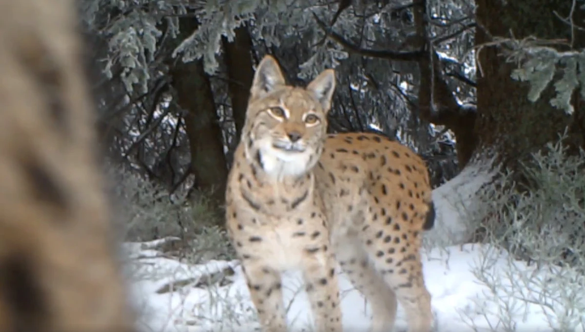 Trzy rysie, bardzo rzadkie drapieżniki w polskich górach, uchwyciła wideopułapka umieszczona w Babiogórskim Parku Narodowym - powiedział PAP przyrodnik parku Maciej Mażul. 