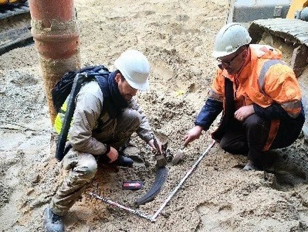 Na budowie II linii metra pracownicy znaleźli szczątki potężnego zwierzęcia na głębokości około ośmiu metrów pod ziemią. Wszystko wskazuje na to, że to kości tura. Ostatni tur padł w Polsce w XVII wieku. Odnalezione szczątki należą do osobnika, który żył 6 tysięcy lat p.n.e.